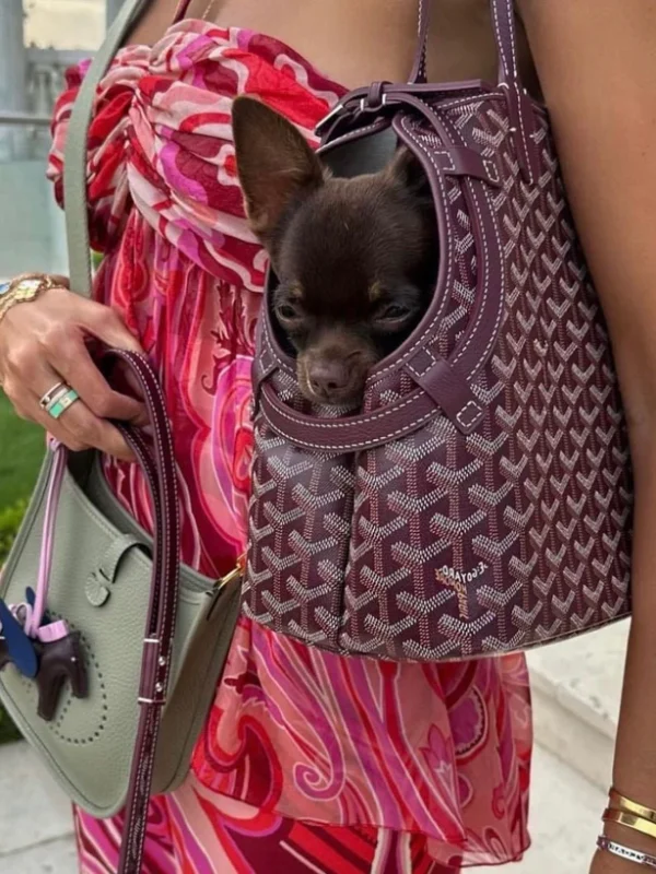 JetPaw Carrier